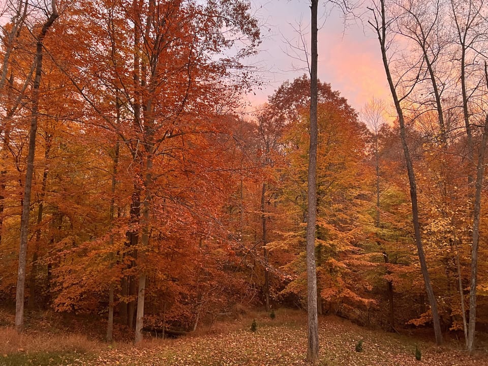 Back Deck View