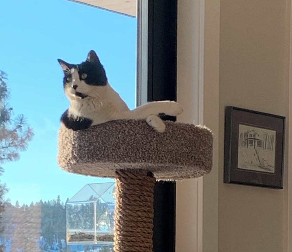 Oreo, my co-host.  He will come visit you.