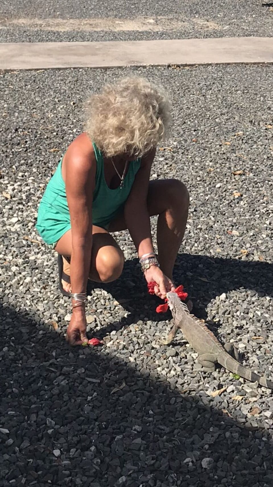 Whiplash Our neighborhood Iguana 
