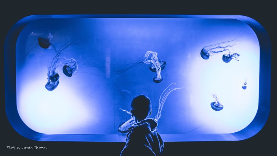 Marvel at the mesmerizing jellyfish display in this nearby aquarium, where graceful sea creatures dance in ethereal blue light.