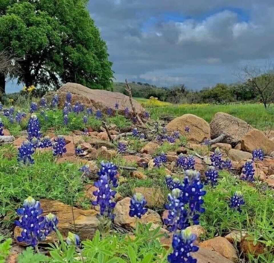 Texas Bluebonnets! 