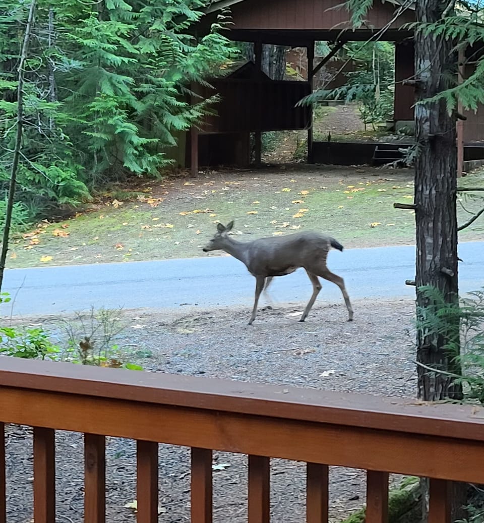 Deer walking by cabin driveway