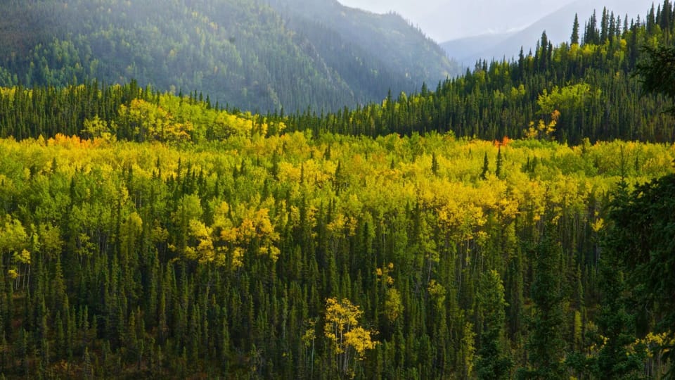 Denali Park in the Fall