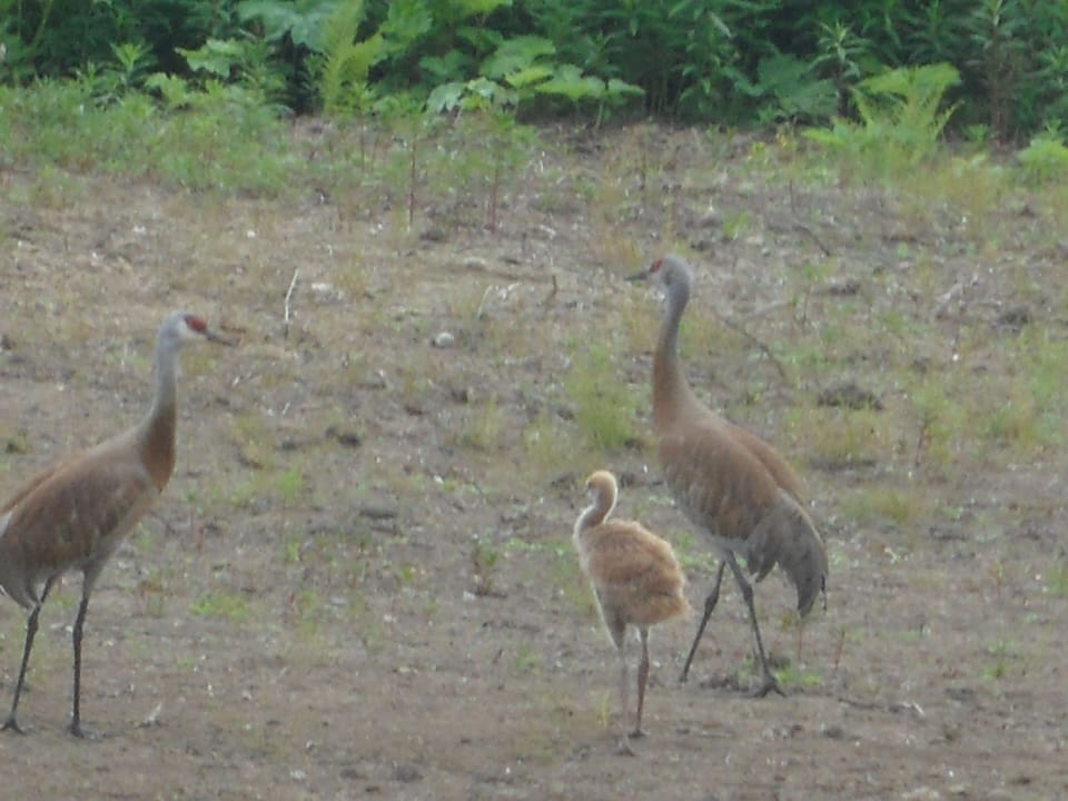 Sandhills cranes… noisy critters!