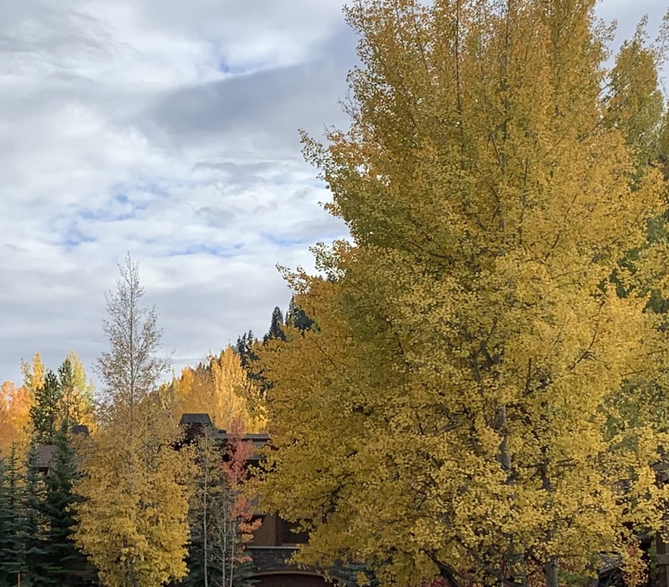 Fall leaves, Aspens all around