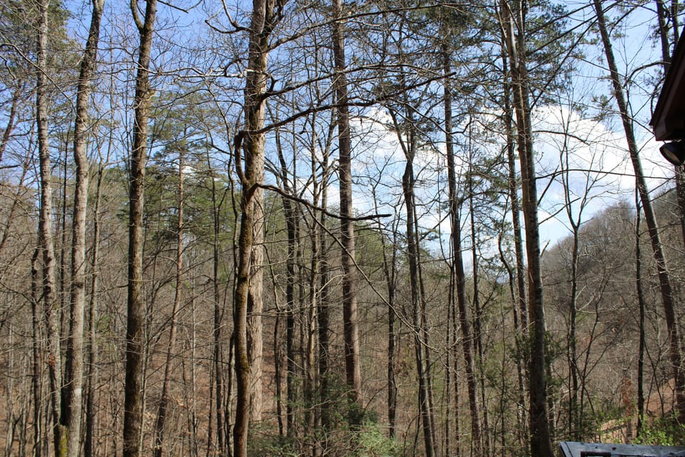 Looking off the back deck in mid March, when trees are just beginning to bloom.