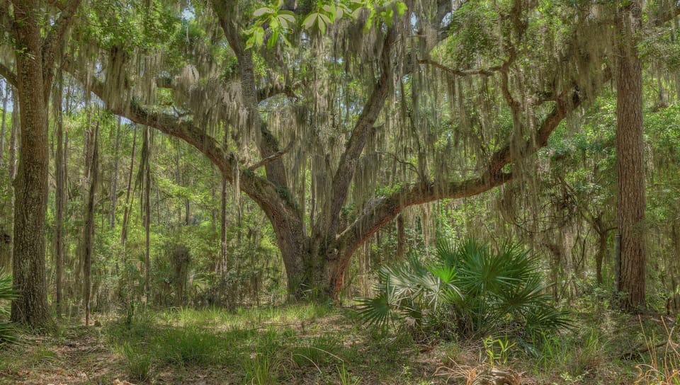 200+ year old Spanish moss-covered live oak in backyard 
