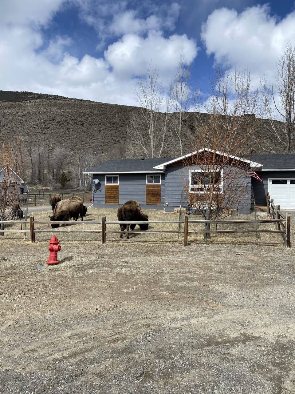 Front yard with bison grazing