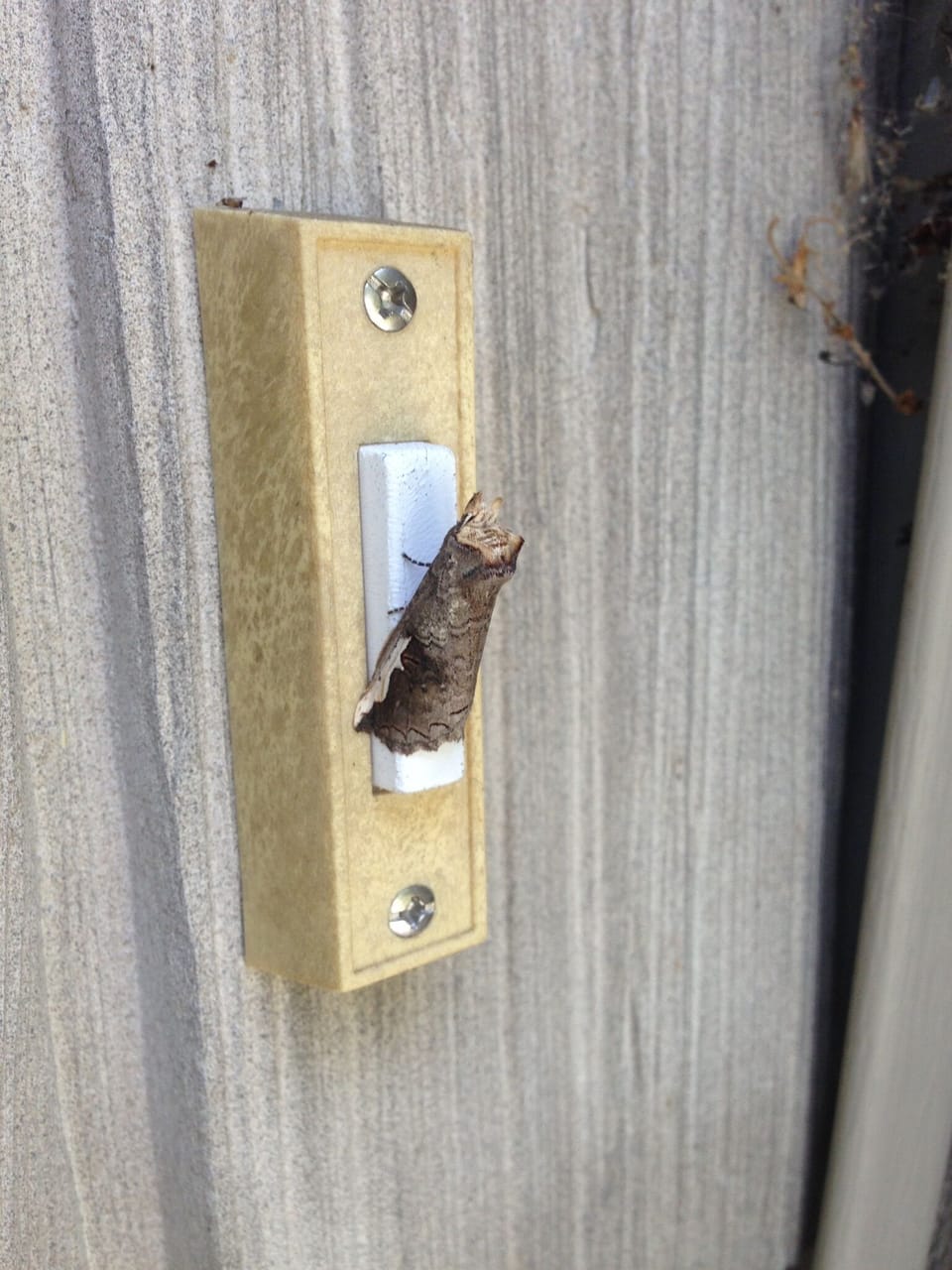 One of the many, many moth species that congregate on the siding