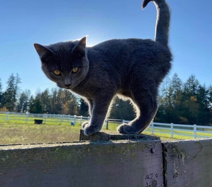 One of our barn cats
