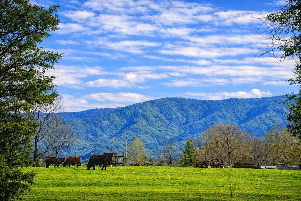 Peaceful mountain backdrop with cows grazing in the pasture, capturing the perfect countryside charm