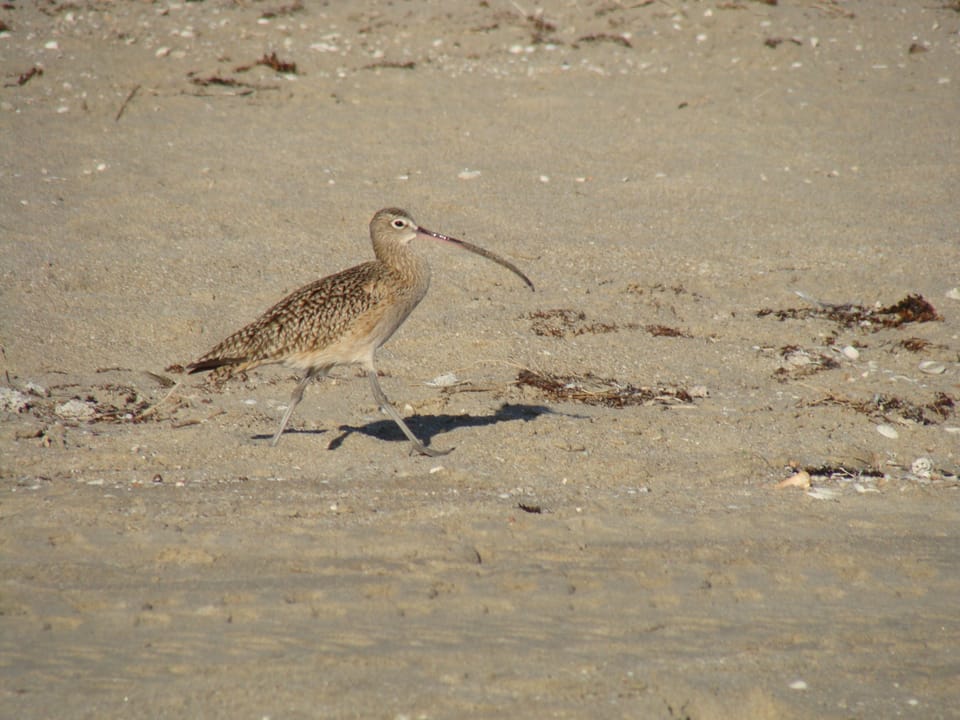 Sand Piper on your beachfront
