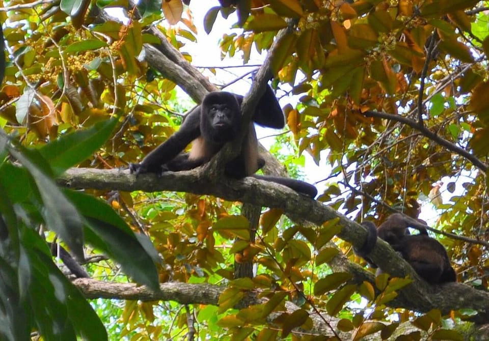 JUNGLE VISITORS (4)