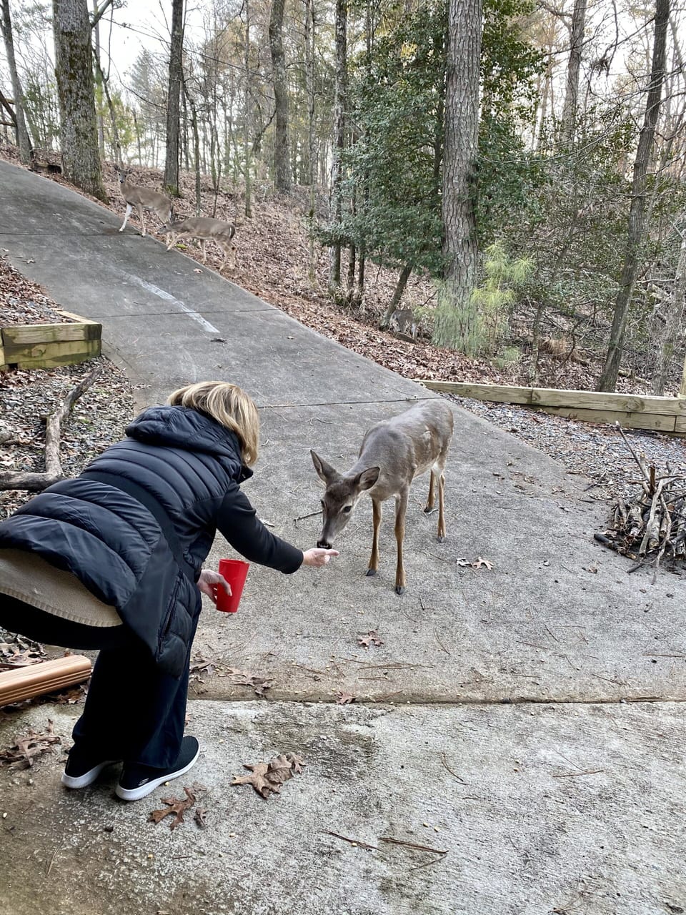 You can have the deer eating out of your hand