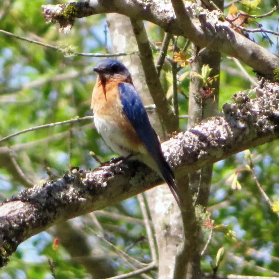 A birdwatcher's delight!