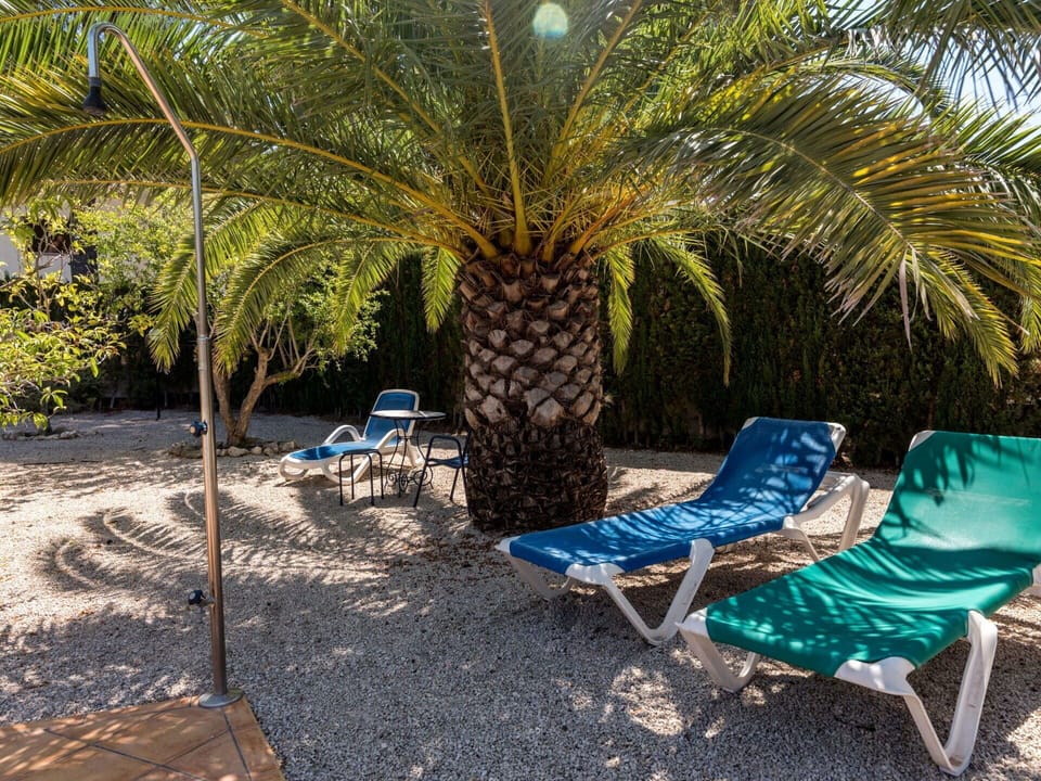Plant, Property, Botany, Tree, Outdoor Furniture, Shade, Arecales, Woody Plant, Terrestrial Plant, Tints And Shades