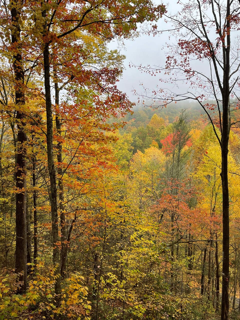The beauty of fall