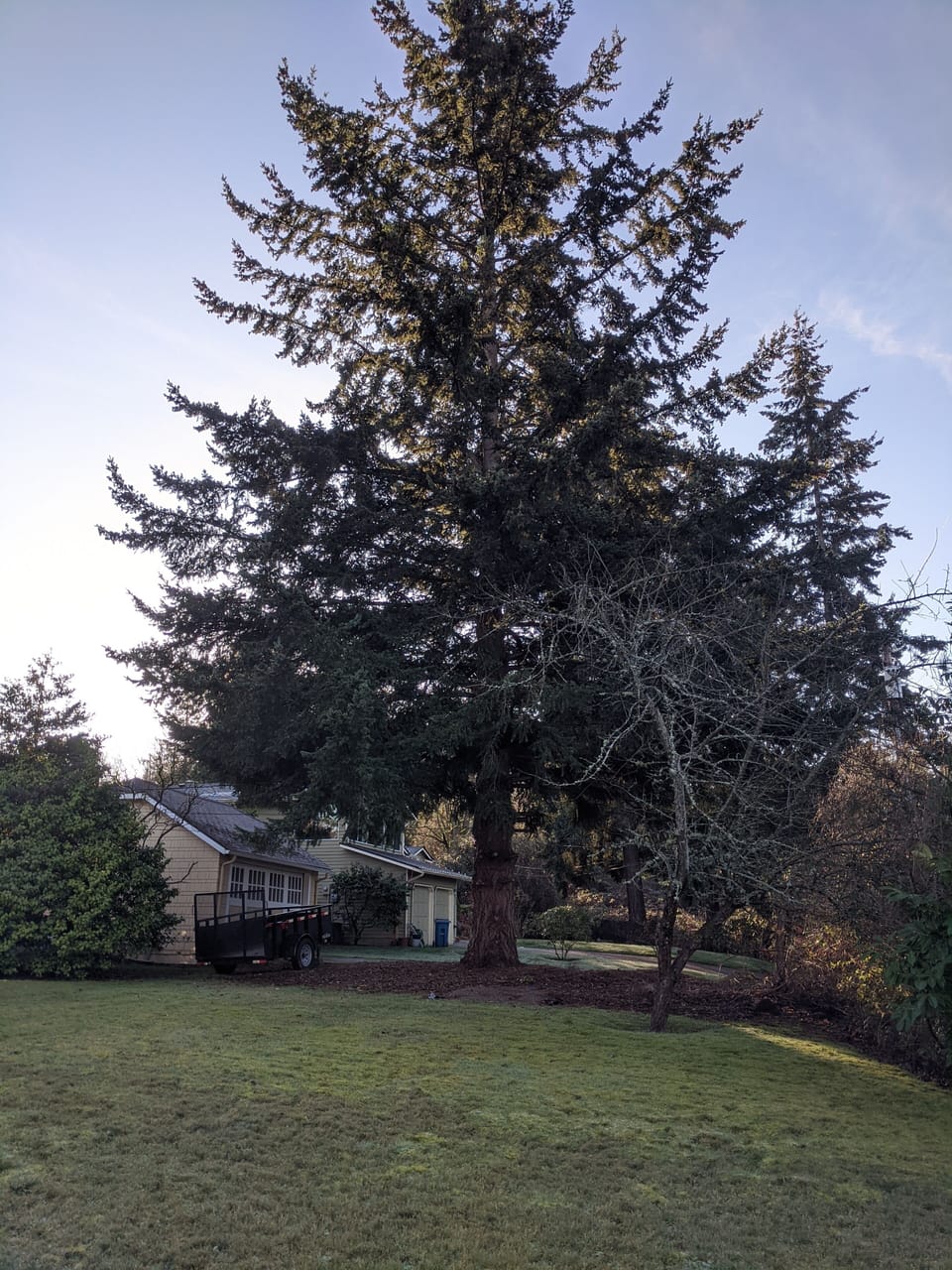 Large fir tree in the front yard