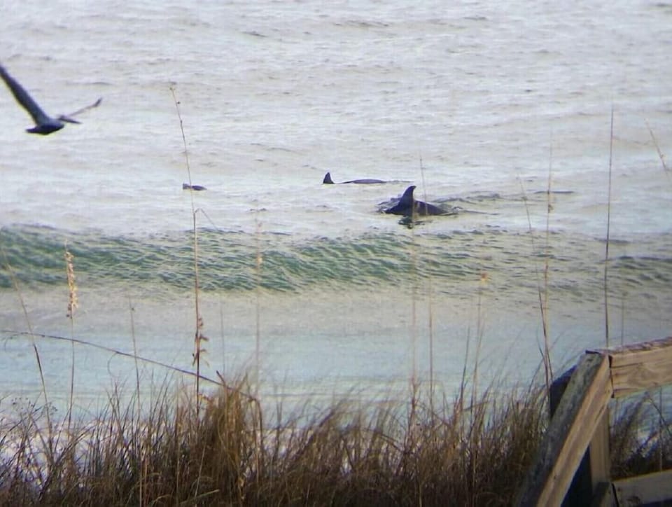 Dolphins just in front of the house!