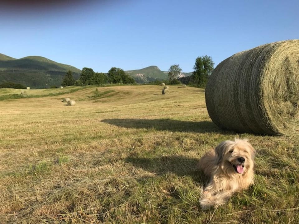 Pet-friendly