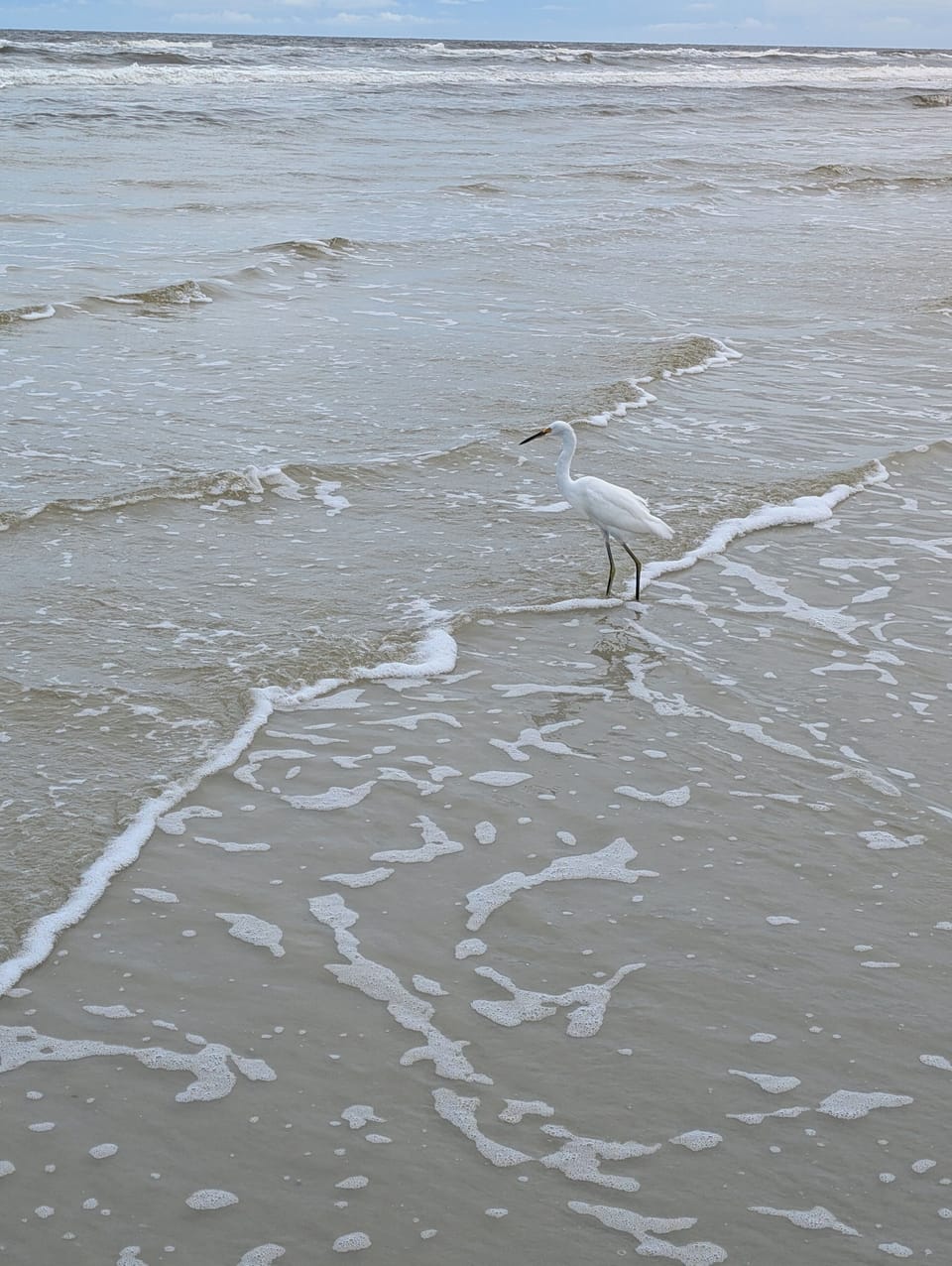 Local Wildlife