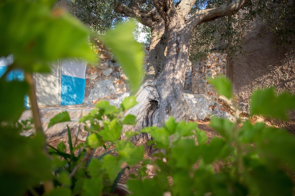 albero di ulivo nel terrazzo