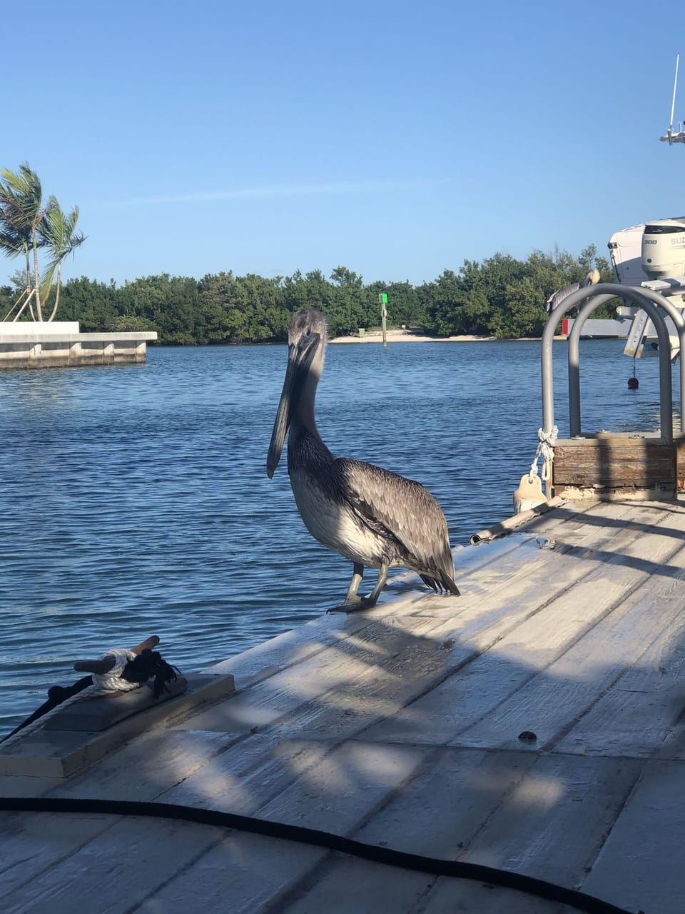 Unexpected visitor