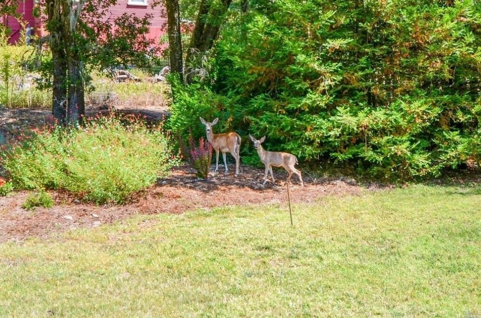 Deer frequently visit the yard