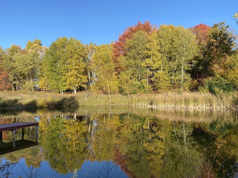 Bluebird pond day