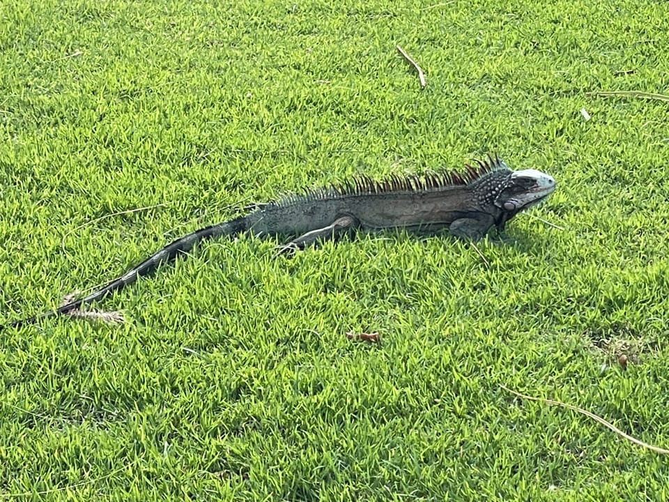 Resident iguana at Westin