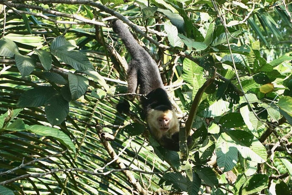 Monkeys pass through the property eating from the fruit trees