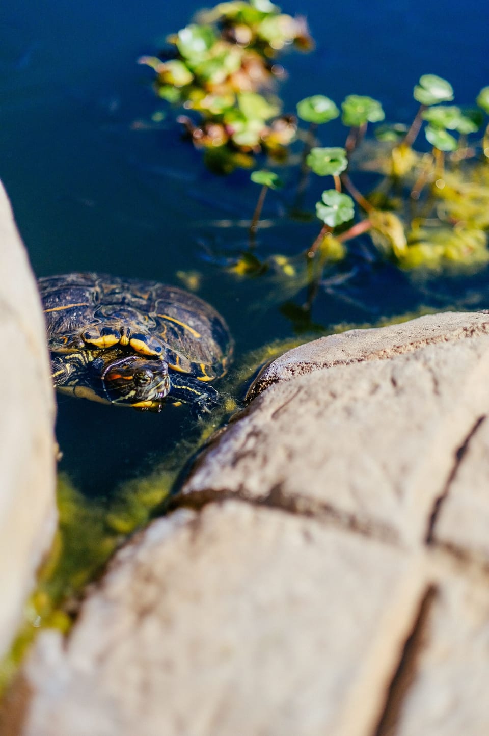Emily is the largest turtle. During the spring the turtles come out to lay eggs.