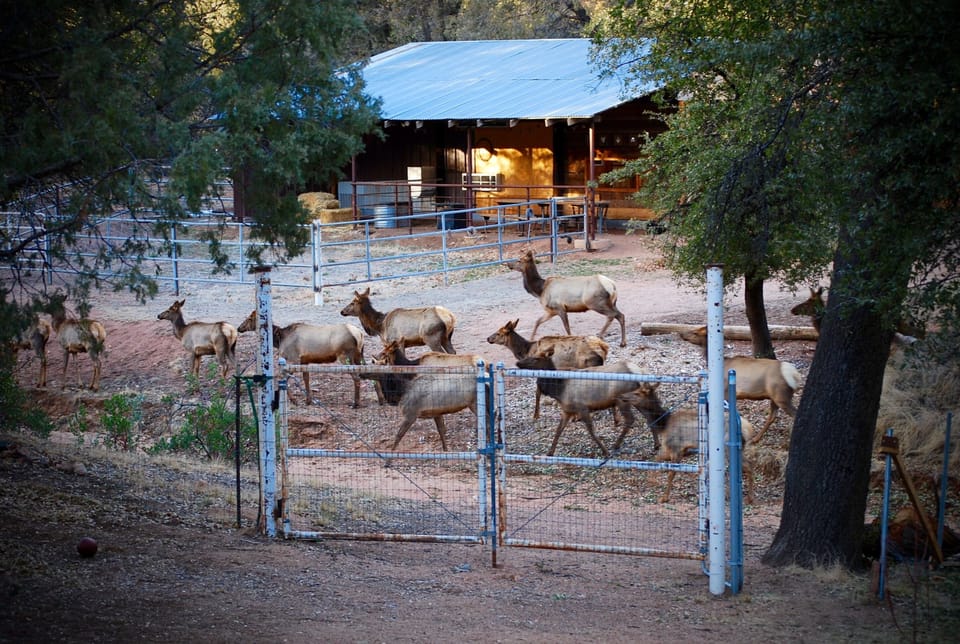 Watch for elk!