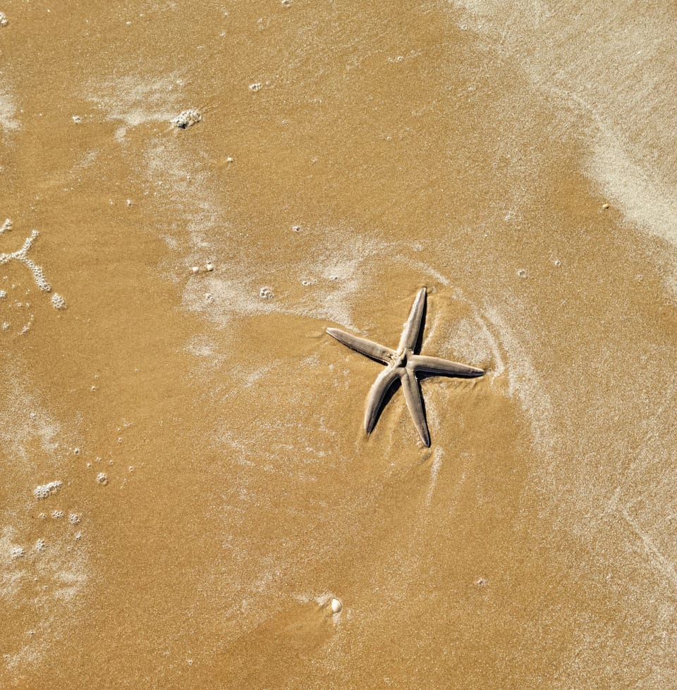 Amazing sea creatures