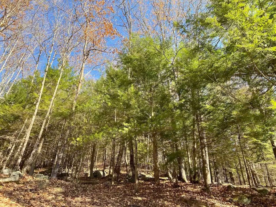 Private woods out back to explore
