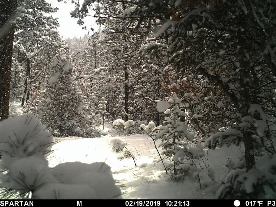 Cabin, 1 Bedroom | Property grounds