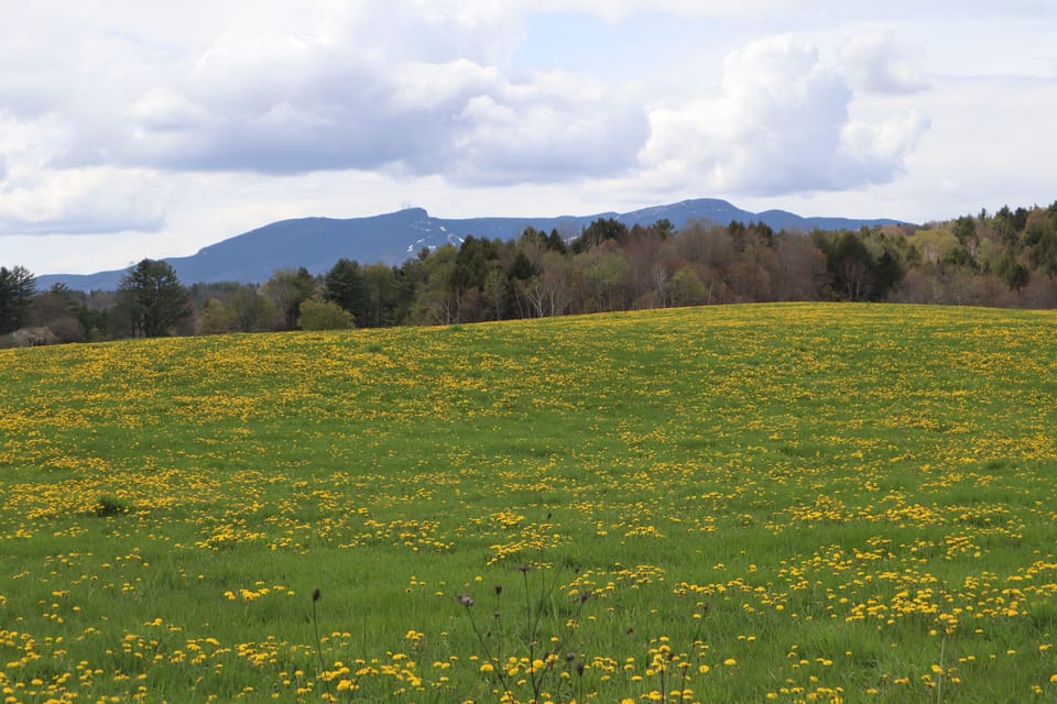 Stowe Scenes