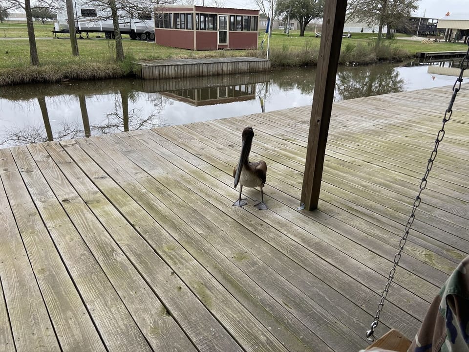 Deck with a friendly pelican