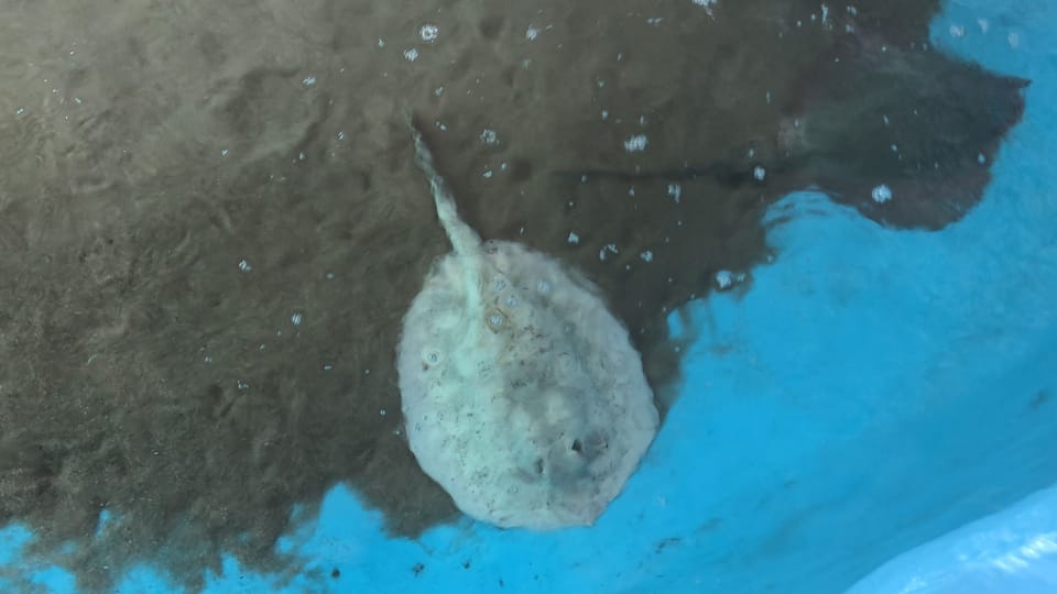 Rays at Aquarium Adventures within 5 min of the property