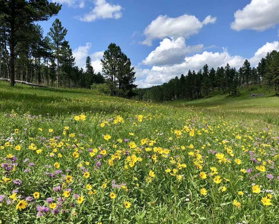 Wildflowers in our valley