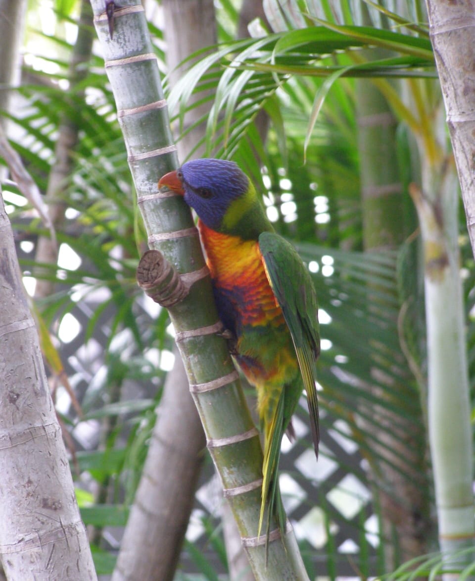 Rainbow Lorikeet