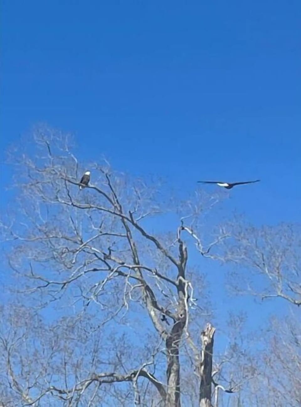 eagles in yard