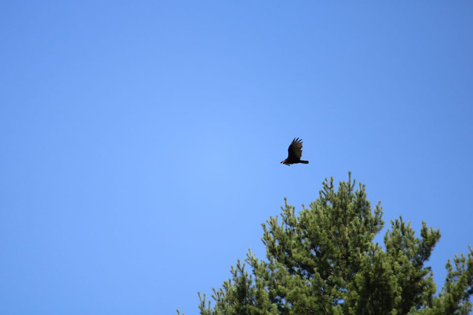 wild life - Eagle at High Falls