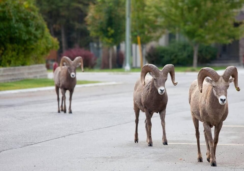 Big horn sheep in Radium Village.