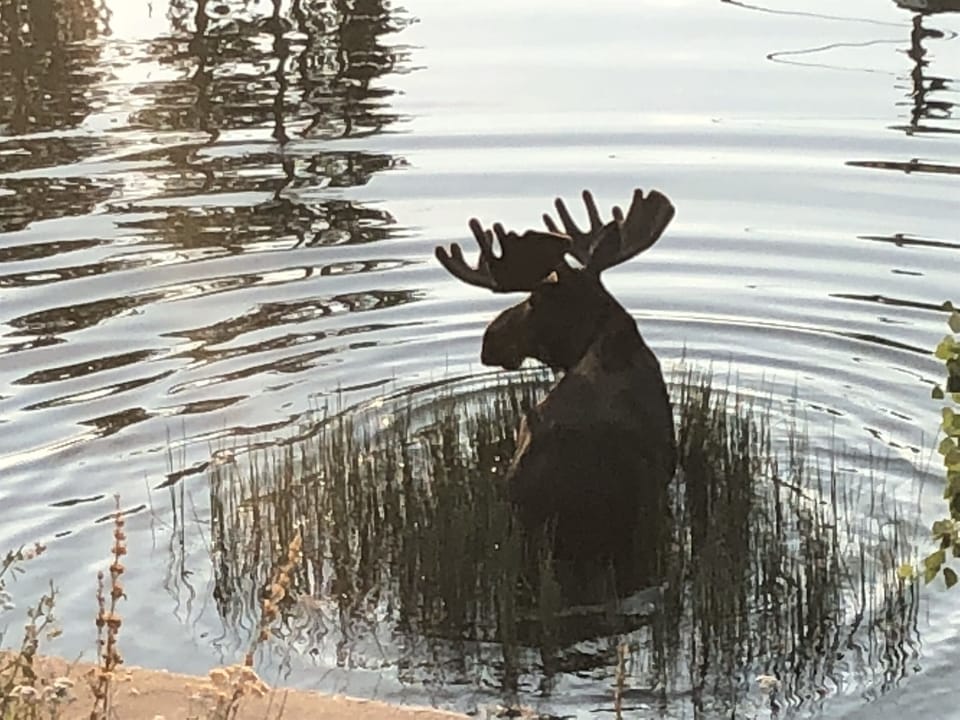 Moose