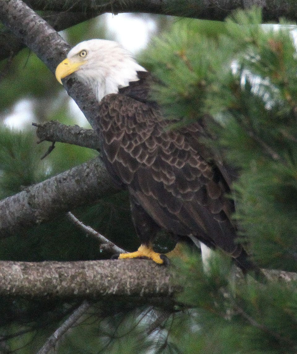 Many eagles find solace in trees right around the property. 
