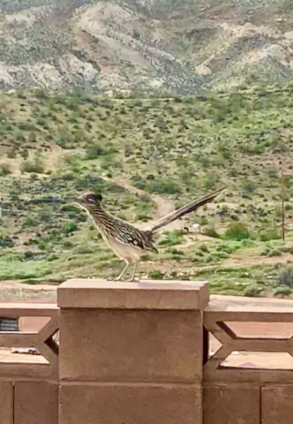 Morning coffee is the time to watch out for our Roadrunner