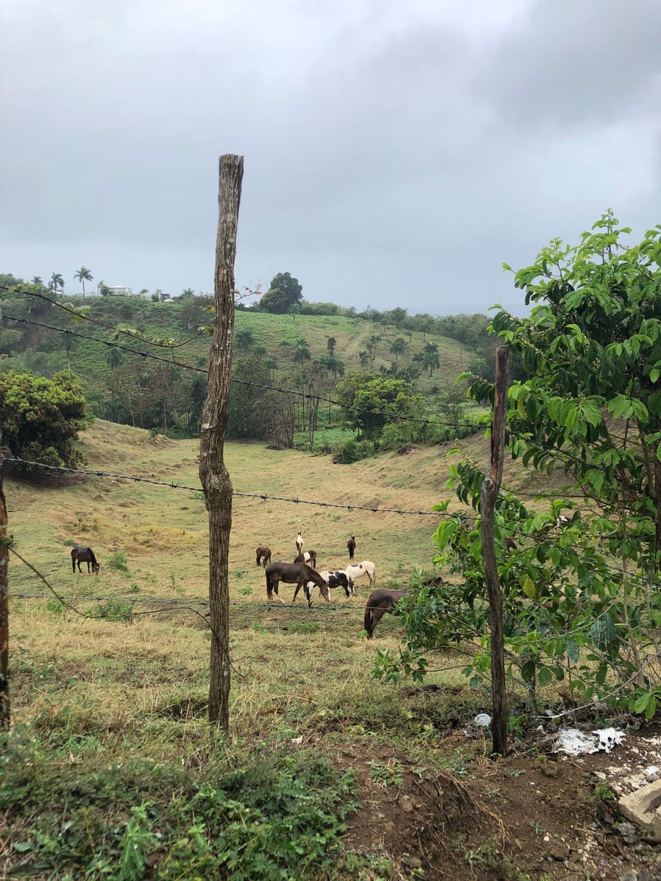 Horse ranch adjacent to property with ocean view from inside of villa.