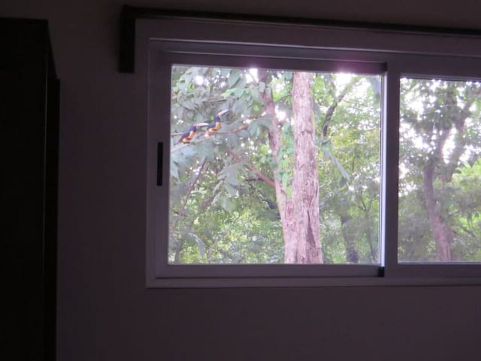 Toucans seen from the bedroom window.