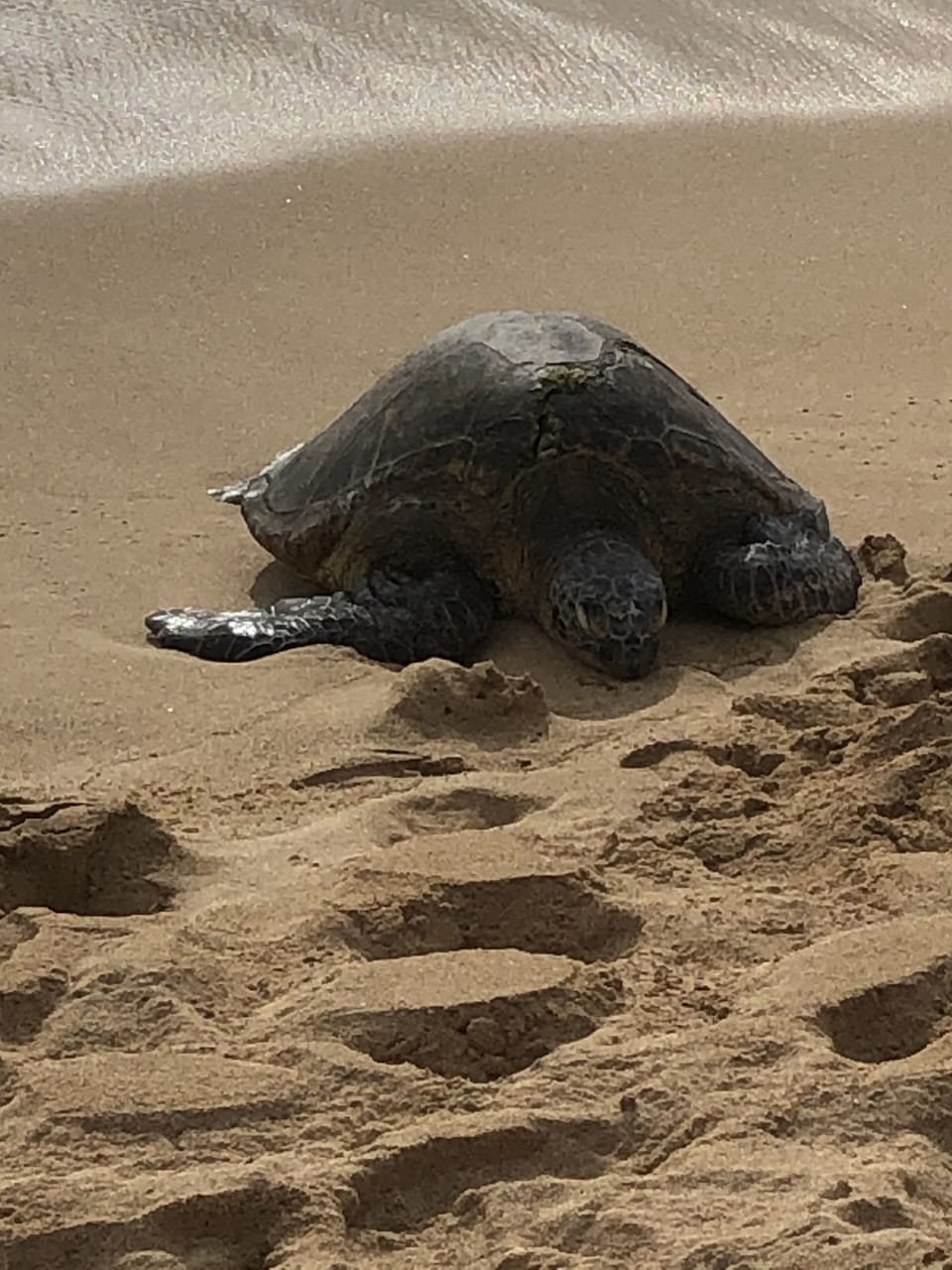 ONE OF THE LOCALS AT POIPU BEACH!